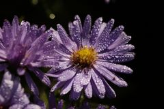 Aster mit Morgentau