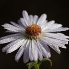 Aster mit Morgentau