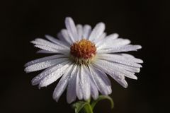 Aster mit Morgentau