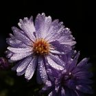 Aster mit Morgentau