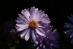 Aster mit Morgentau