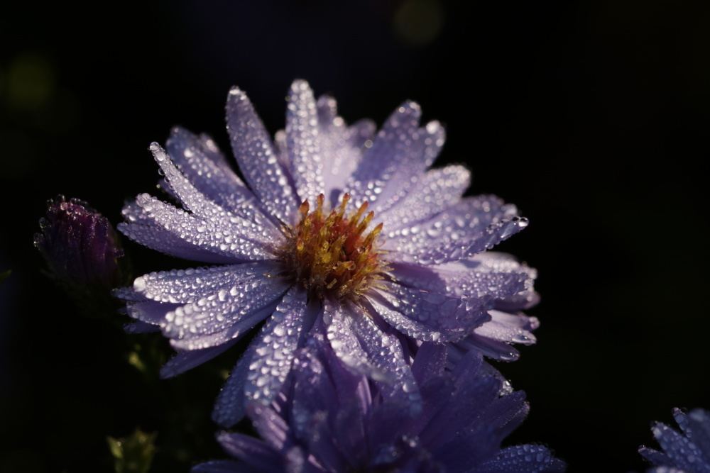 Aster mit Morgentau