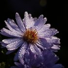 Aster mit Morgentau