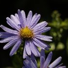 Aster mit Morgentau