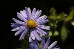 Aster mit Morgentau