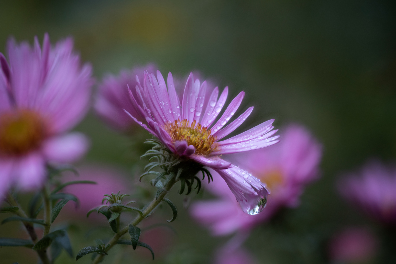 Aster mit Tröpfchen