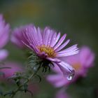 Aster mit Tröpfchen