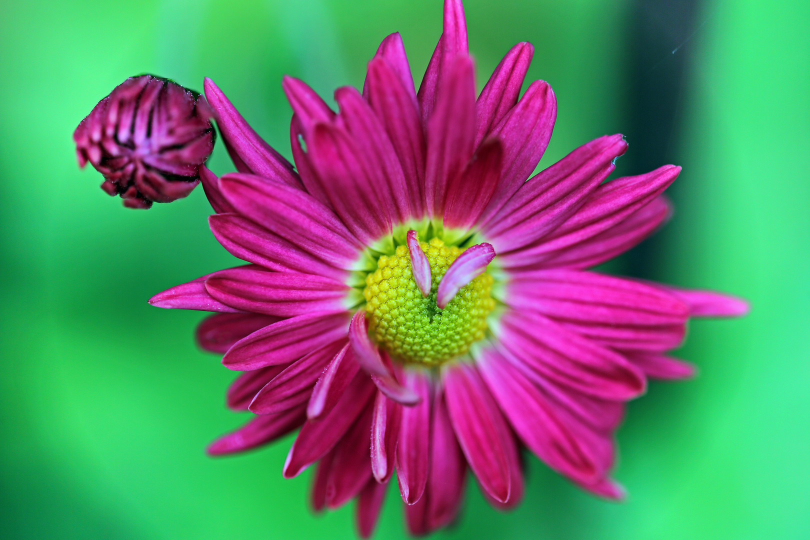 Aster mit Uhrzeigern -Herbstgruß zur Zeitumstellung-