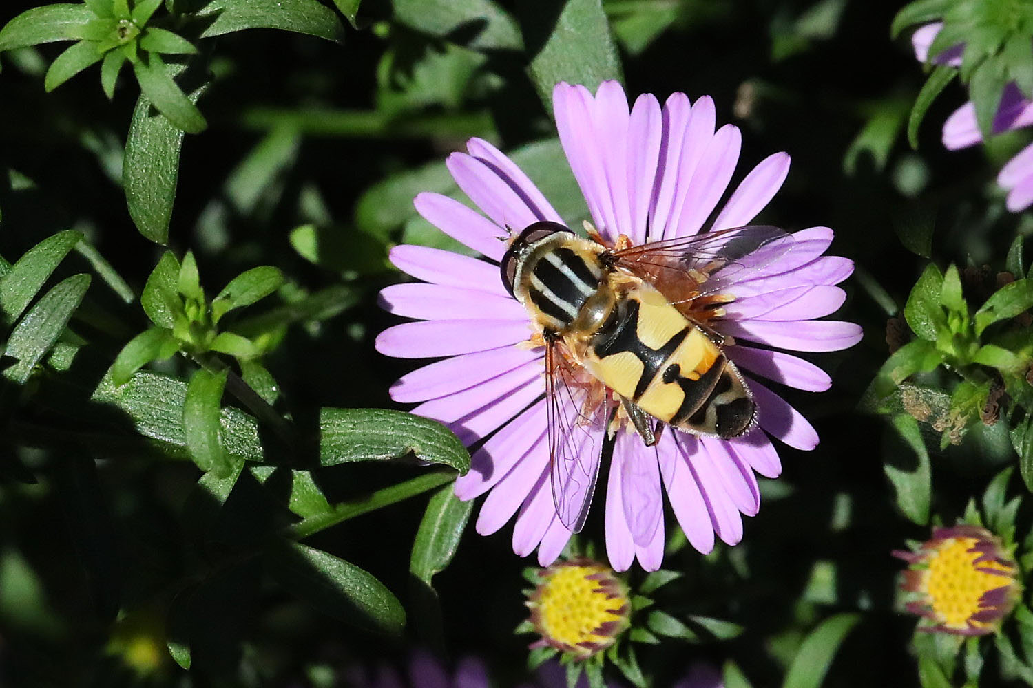 Aster mögen sie...