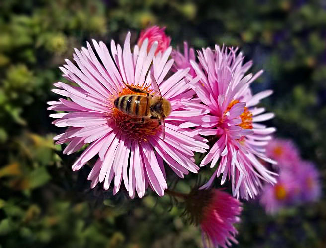 Aster mt bieenchen