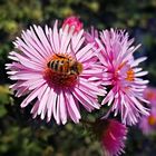 Aster mt bieenchen