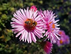 Aster mt bieenchen