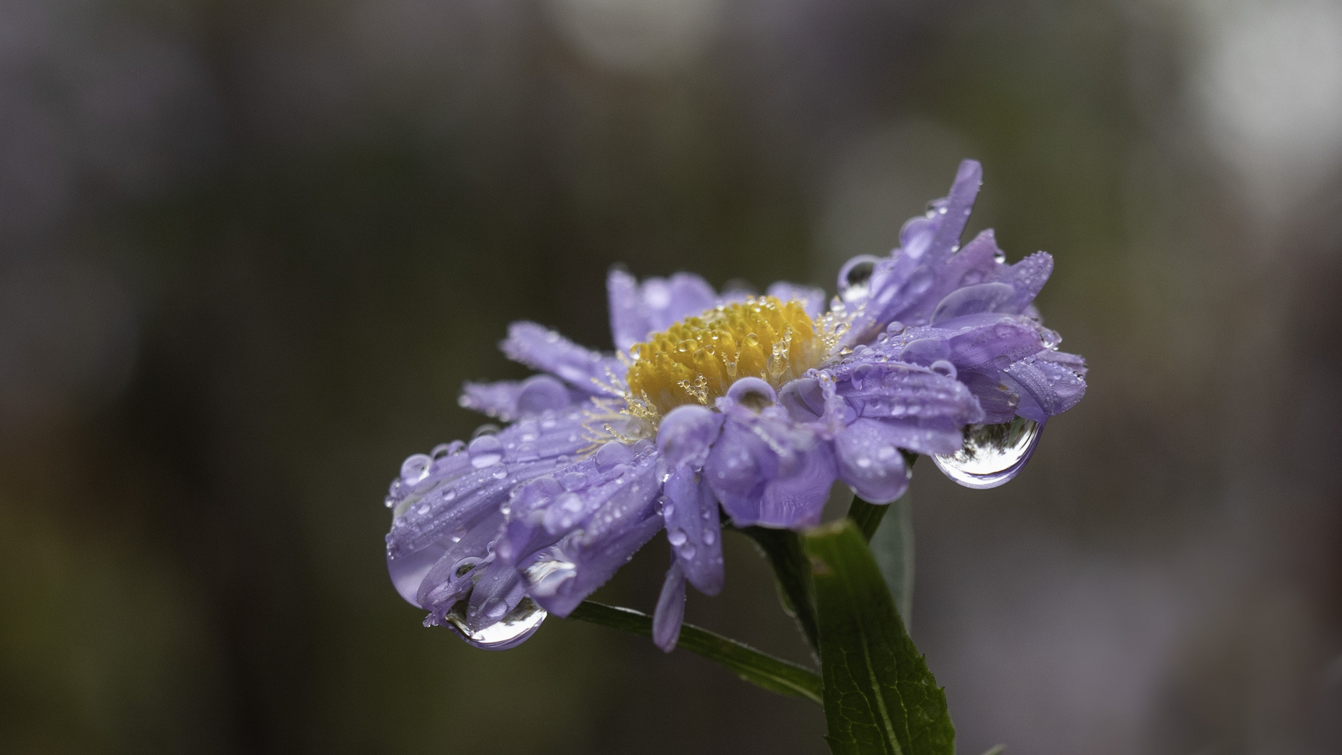 Aster nach dem Regen