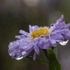 Aster nach dem Regen