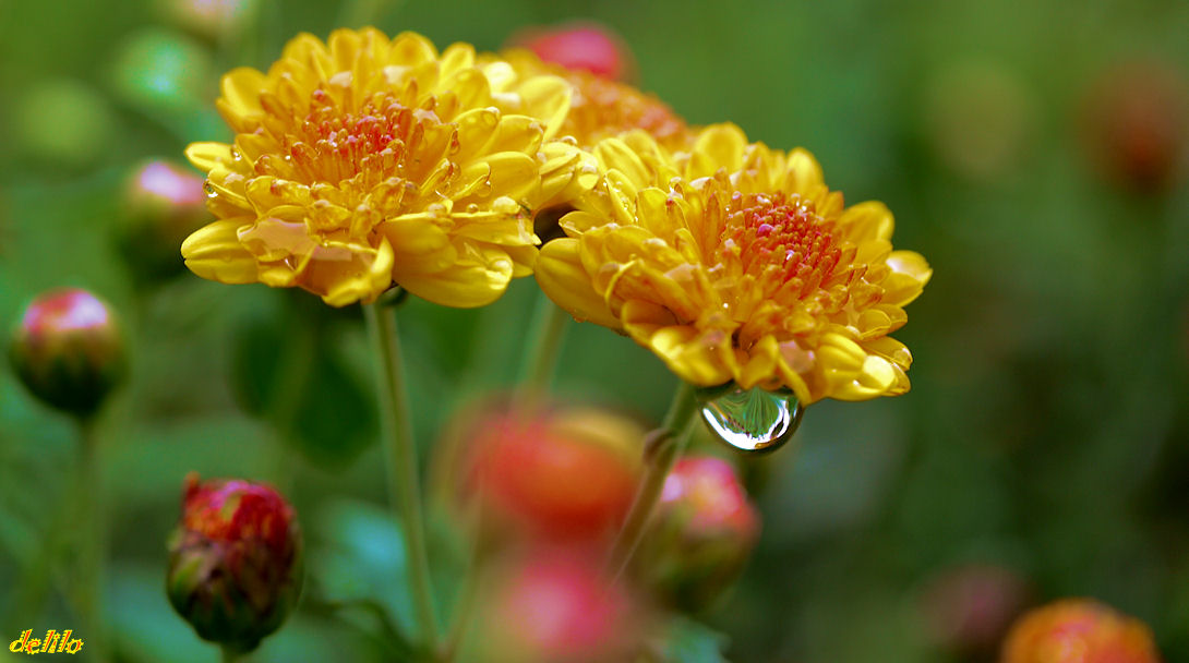 Aster nach dem Regen (das Original)