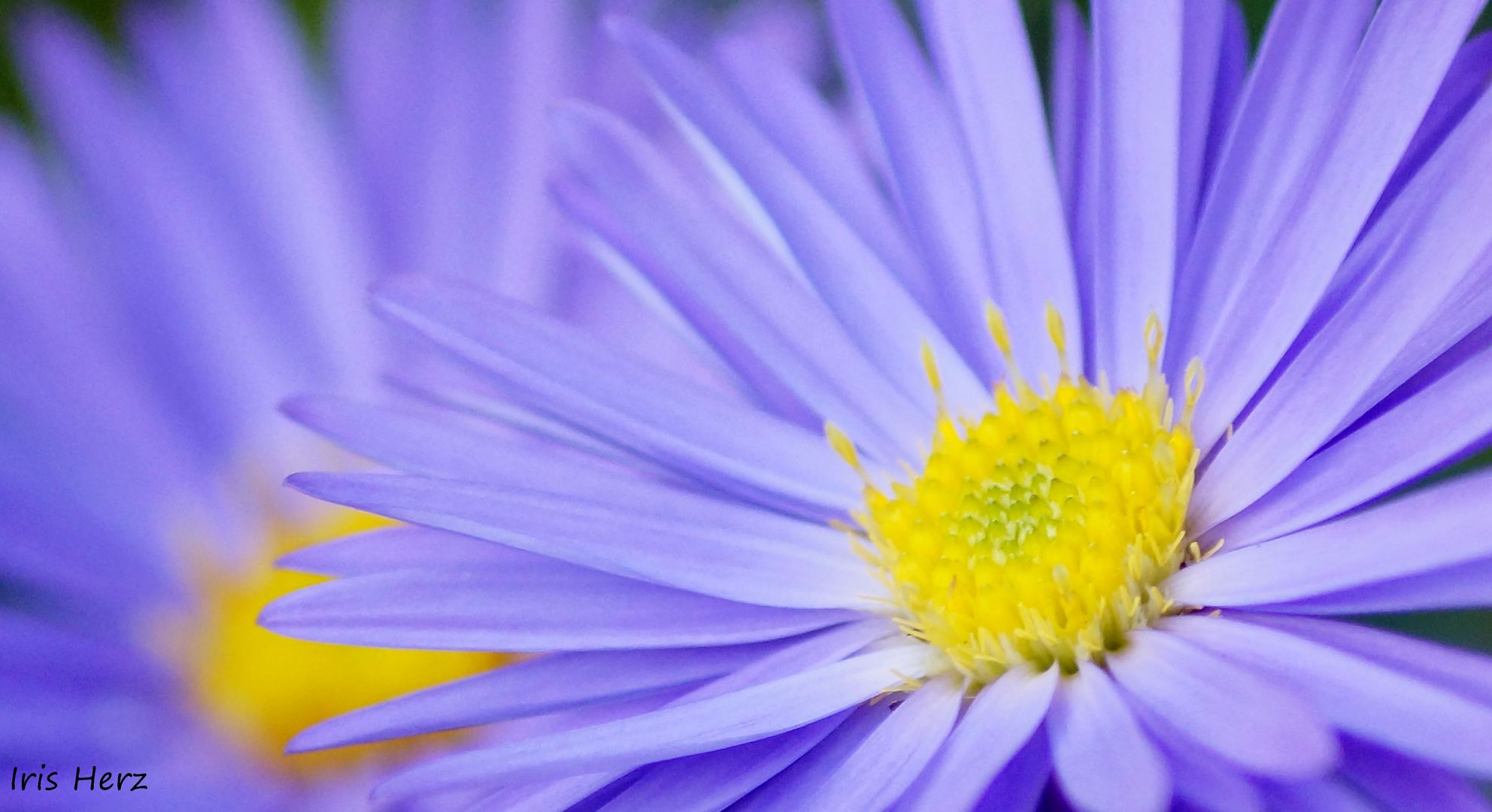 Aster Novae