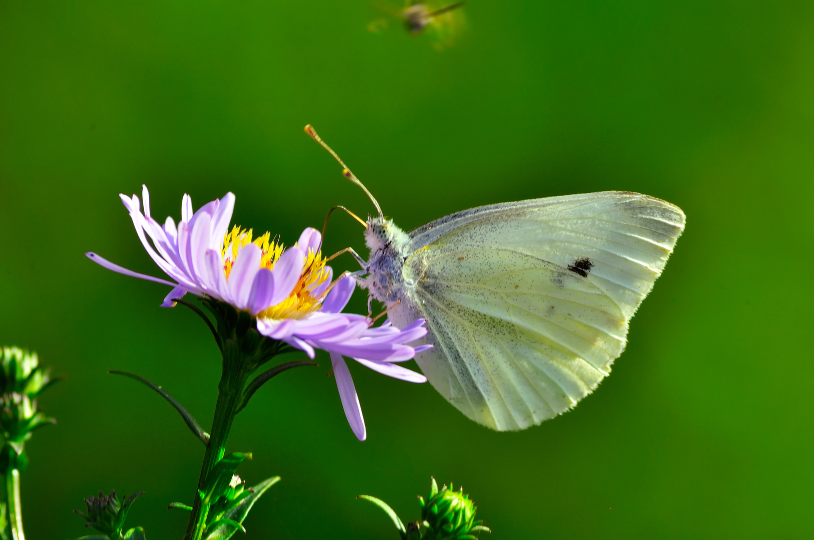 Aster pastorale