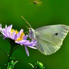 Aster pastorale