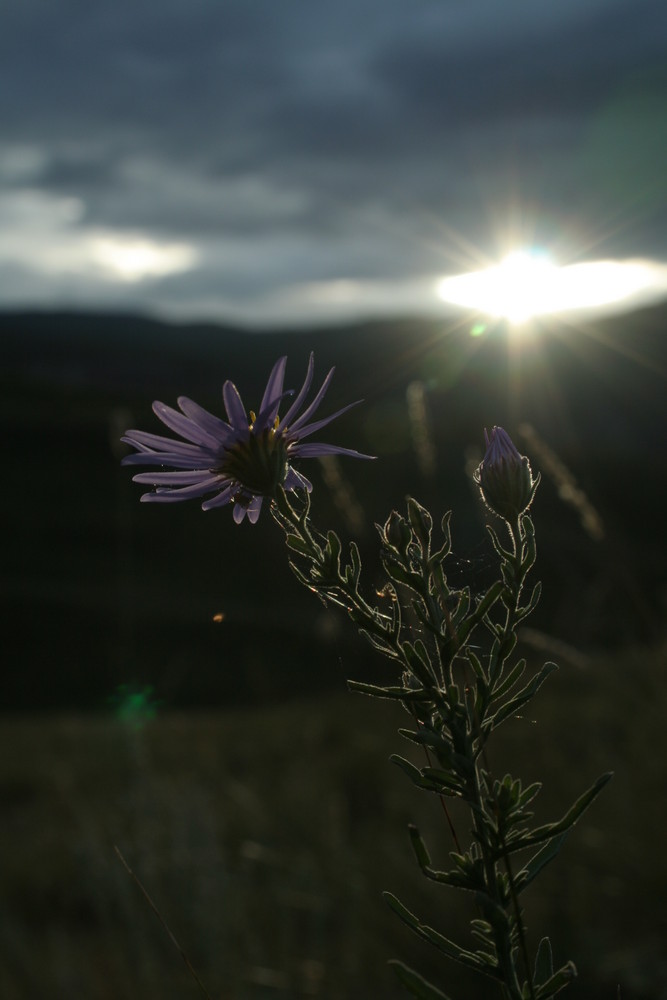 Aster sibiricus (bin mir da allerdings nicht ganz sicher)