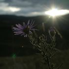 Aster sibiricus (bin mir da allerdings nicht ganz sicher)