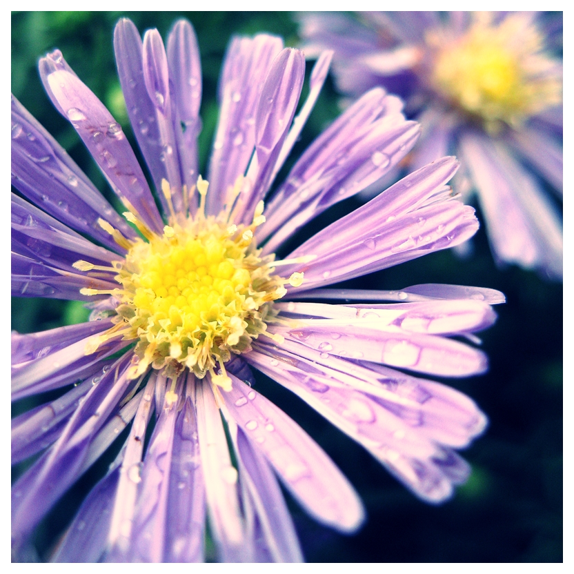 Aster tataricus