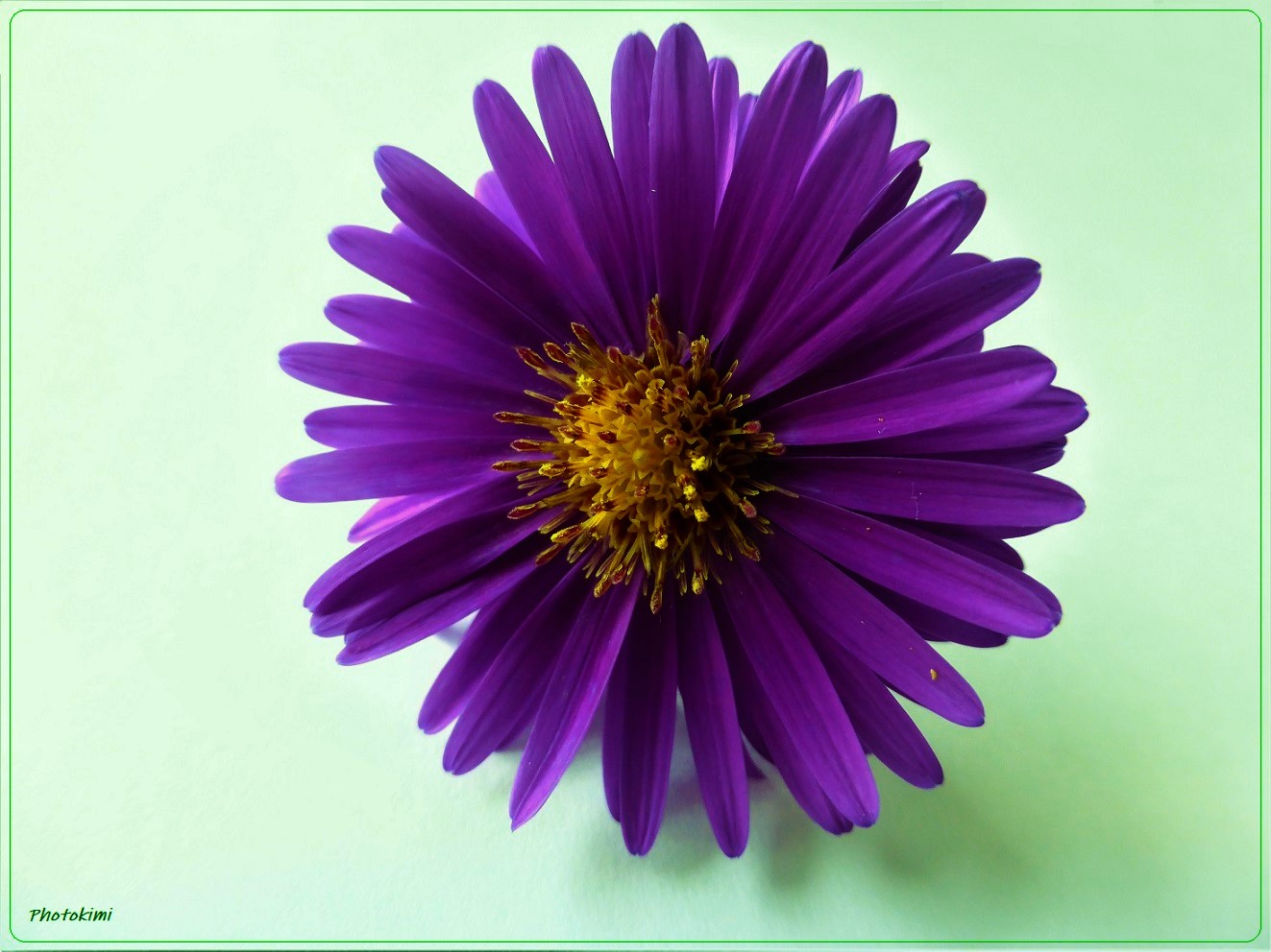 Aster tataricus