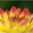 Aster uf der Mainau