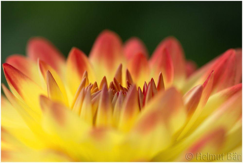 Aster uf der Mainau