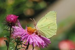 Aster und Zitrone