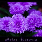 Aster Victoria