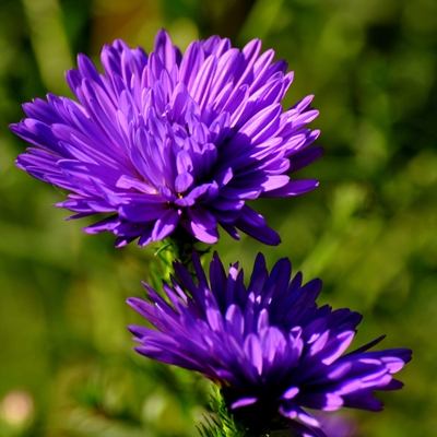 "Aster" violett von Naddelchen72 