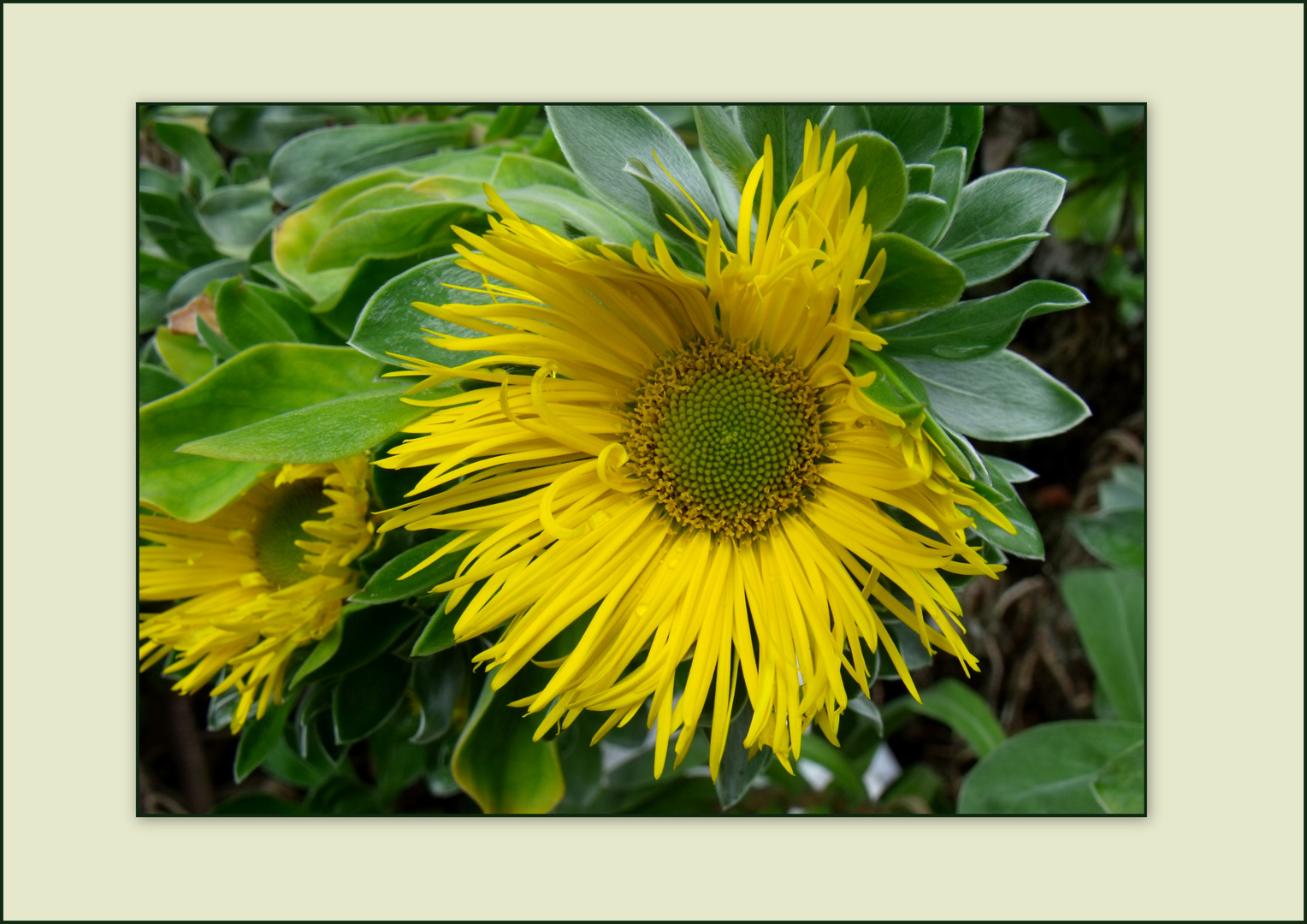 Asteracea / Kanarisches Sternauge