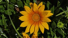 Asteracea oder schlicht Mittagsblume