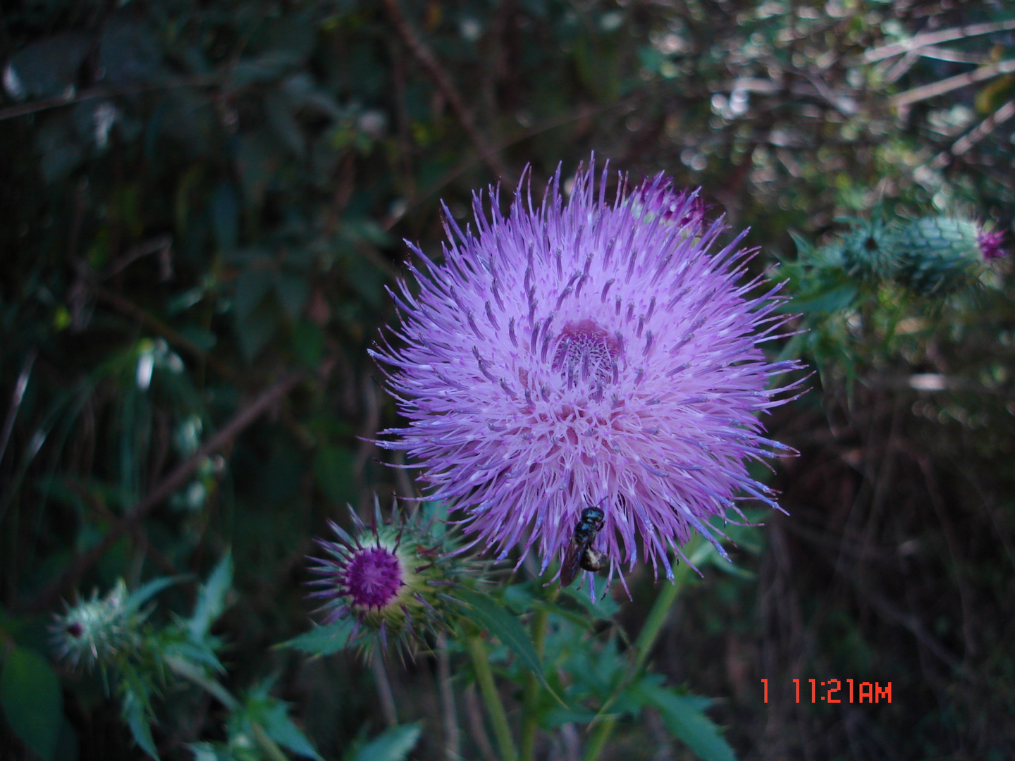 ASTERACEAE