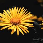  Asteraceae