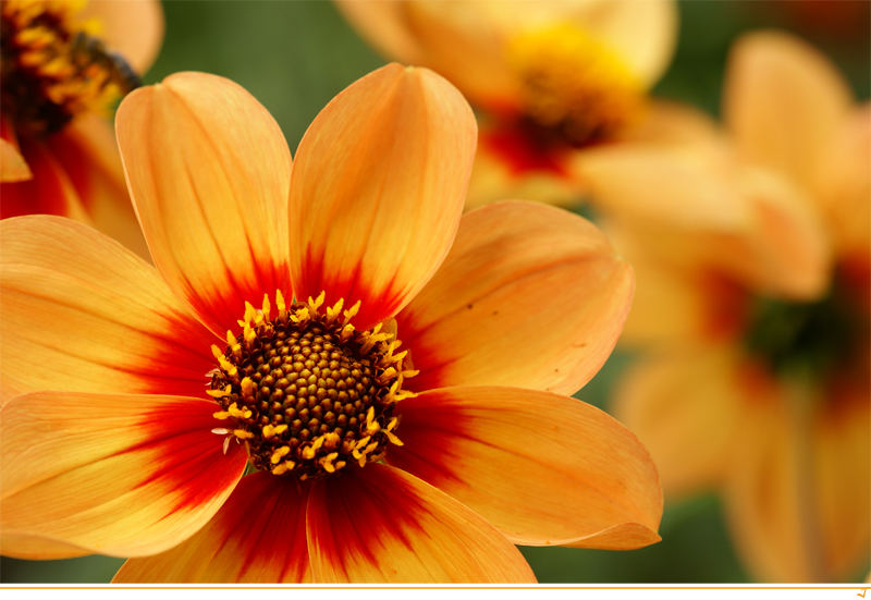 Asteraceae - Dahlia hybrida