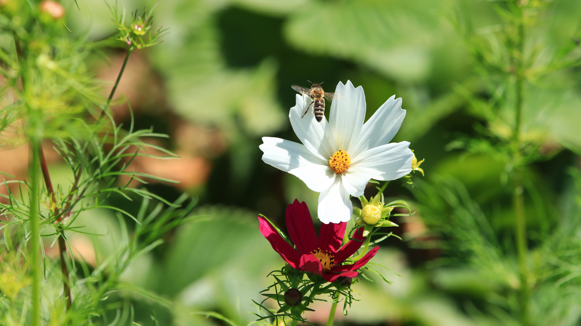 Asteraceae mit Bienchen