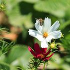 Asteraceae mit Bienchen