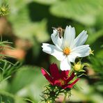 Asteraceae mit Bienchen