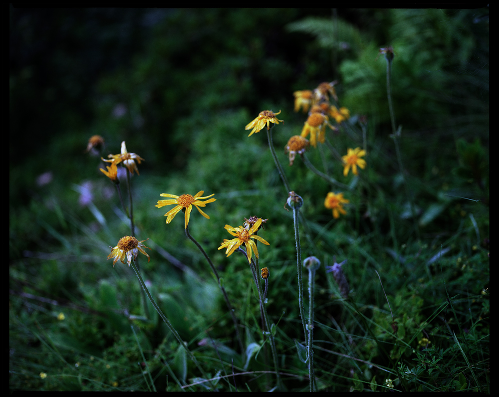 Asteraceae // Österreich // 2008