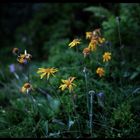 Asteraceae // Österreich // 2008