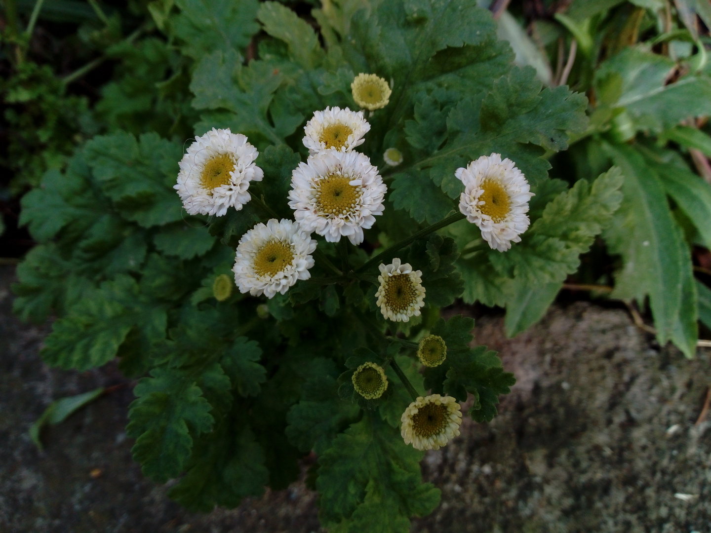 Asteraceae, wild garden