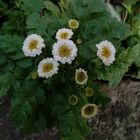 Asteraceae, wild garden