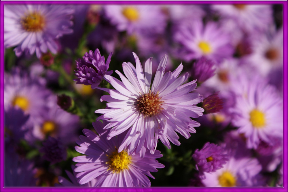 Asteraceae..Aster dumosus