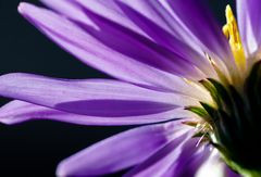 Asterblüte im Gegenlicht