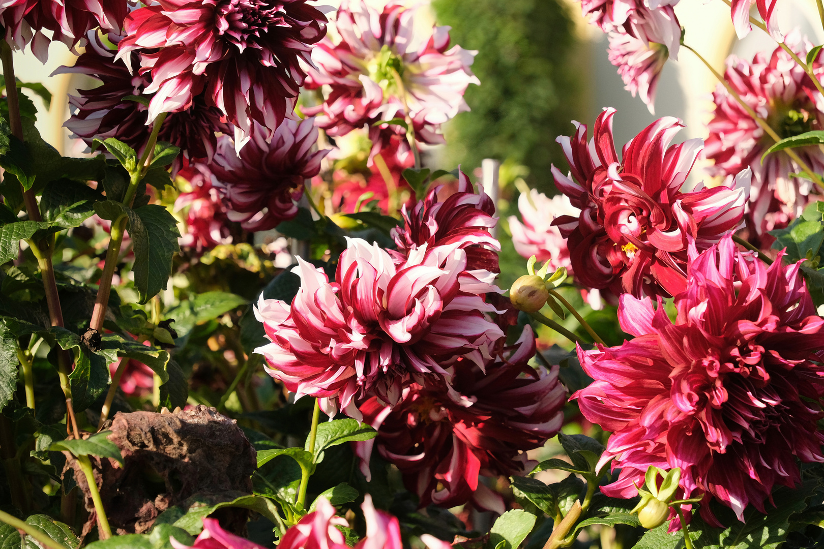 Astern Foto & Bild pflanzen, pilze & flechten, blüten