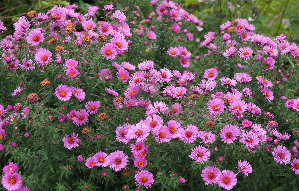 astern Foto & Bild pflanzen, pilze & flechten, blüten