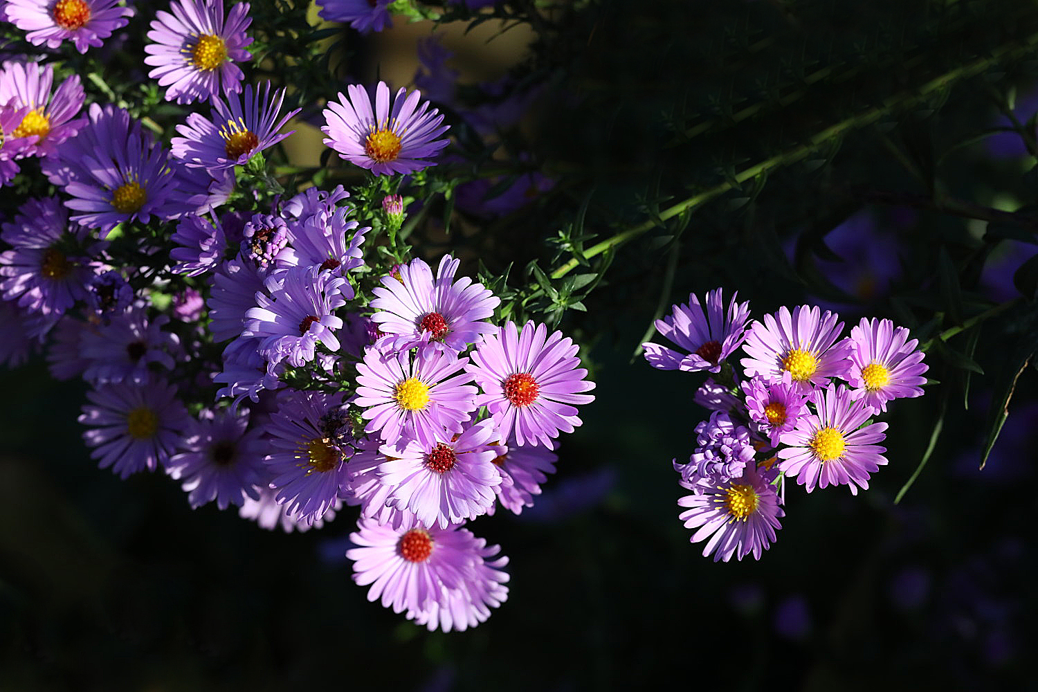 Astern im Garten