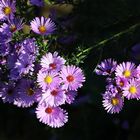 Astern im Garten