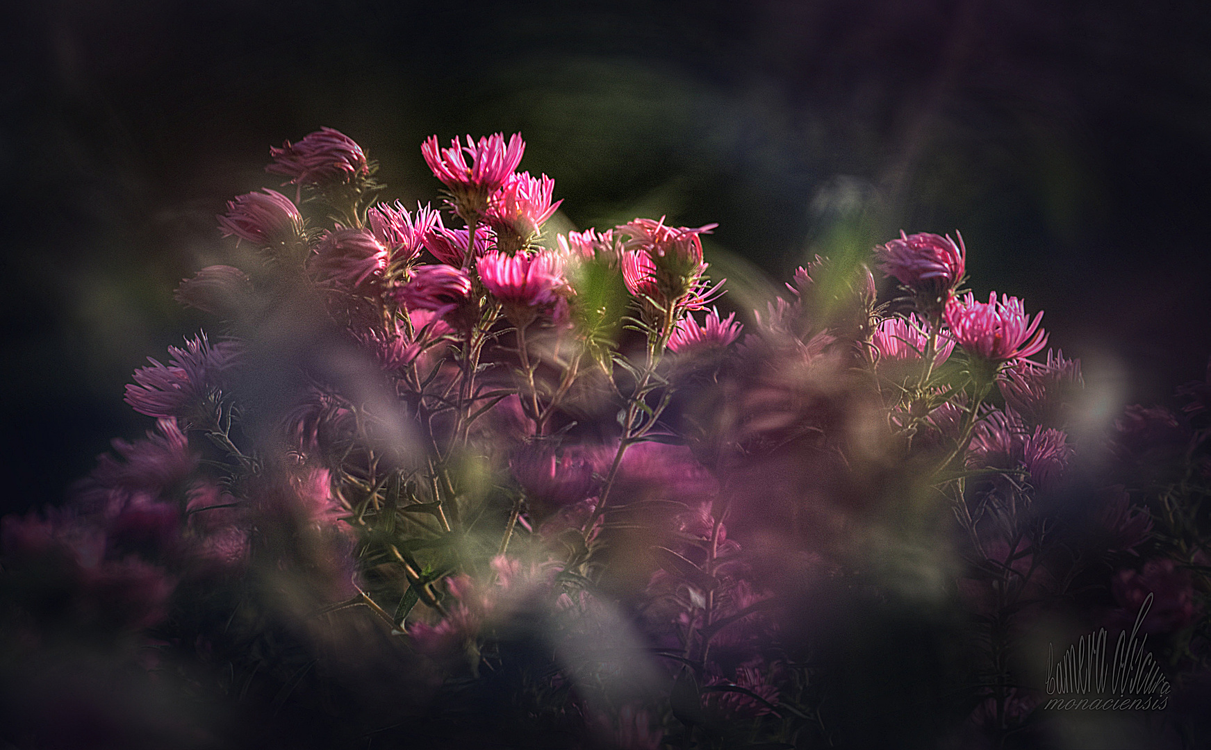 Astern im Garten